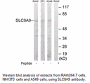 Product image for SLC9A9 Antibody