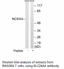 Product image for SLC24A4 Antibody