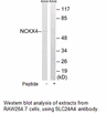 Product image for SLC24A4 Antibody