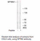 Product image for SPTBN1 Antibody