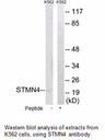Product image for STMN4 Antibody