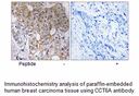 Product image for CCT6A Antibody
