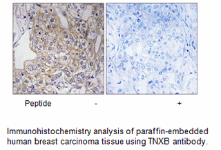 Product image for TNXB Antibody