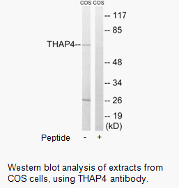 Product image for THAP4 Antibody