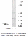 Product image for TCEAL1 Antibody