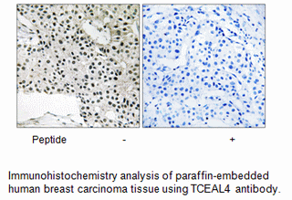 Product image for TCEAL4 Antibody