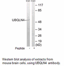Product image for UBQLN4 Antibody