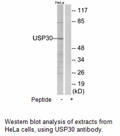 Product image for USP30 Antibody