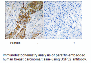 Product image for USP32 Antibody