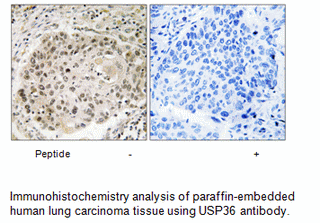 Product image for USP36 Antibody