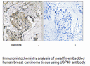 Product image for USP40 Antibody