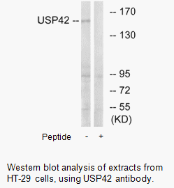 Product image for USP42 Antibody