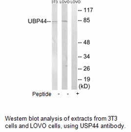 Product image for USP44 Antibody
