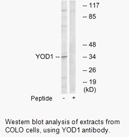 Product image for YOD1 Antibody