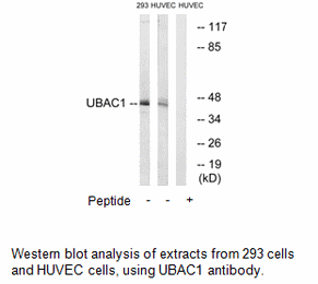 Product image for UBAC1 Antibody