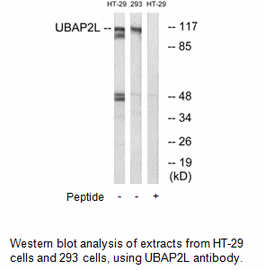 Product image for UBAP2L Antibody