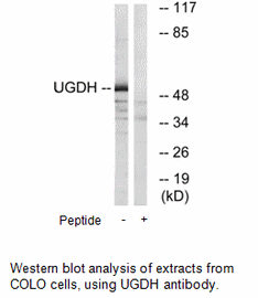 Product image for UGDH Antibody