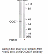 Product image for CACNG7 Antibody