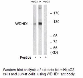 Product image for WDHD1 Antibody