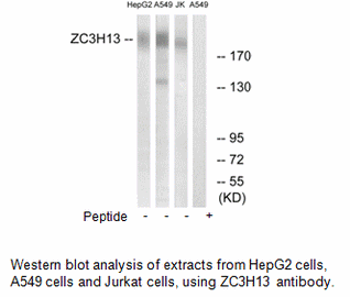Product image for ZC3H13 Antibody