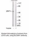 Product image for SLC30A1 Antibody