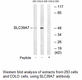 Product image for SLC39A7 Antibody