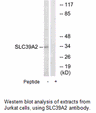 Product image for SLC39A2 Antibody