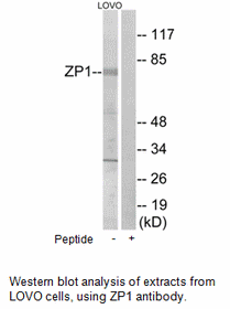 Product image for ZP1 Antibody
