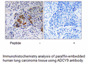 Product image for ADCY9 Antibody