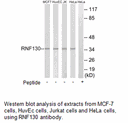 Product image for RNF130 Antibody