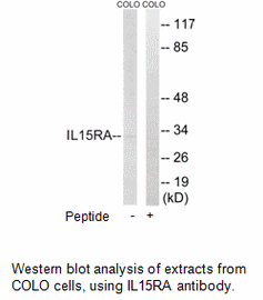 Product image for IL15RA Antibody