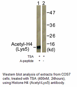 Product image for Histone H4 (Acetyl-Lys5) Antibody