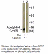 Product image for Histone H4 (Acetyl-Lys5) Antibody