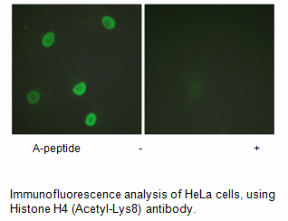 Product image for Histone H4 (Acetyl-Lys8) Antibody