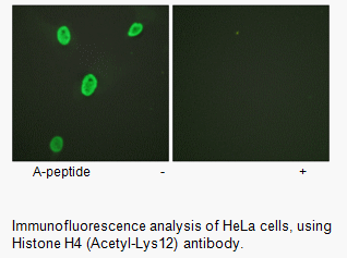 Product image for Histone H4 (Acetyl-Lys12) Antibody