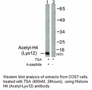 Product image for Histone H4 (Acetyl-Lys12) Antibody