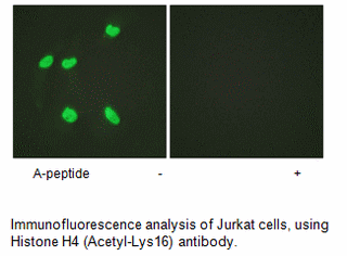 Product image for Histone H4 (Acetyl-Lys16) Antibody