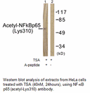 Product image for NF-&kappa;B p65 (Acetyl-Lys310) Antibody
