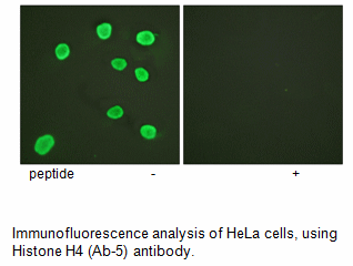 Product image for Histone H4 (Ab-5) Antibody