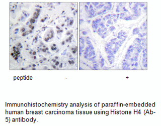 Product image for Histone H4 (Ab-5) Antibody