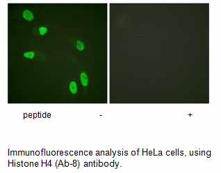 Product image for Histone H4 (Ab-8) Antibody