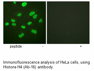 Product image for Histone H4 (Ab-16) Antibody