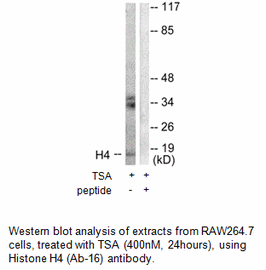 Product image for Histone H4 (Ab-16) Antibody