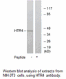 Product image for HTR4 Antibody