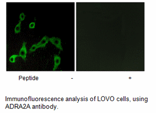 Product image for ADRA2A Antibody