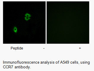 Product image for CCR7 Antibody