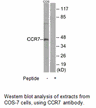 Product image for CCR7 Antibody