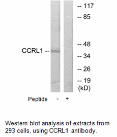 Product image for CCRL1 Antibody