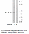 Product image for CCRL1 Antibody