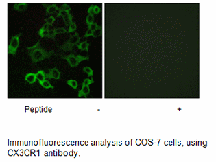 Product image for CX3CR1 Antibody